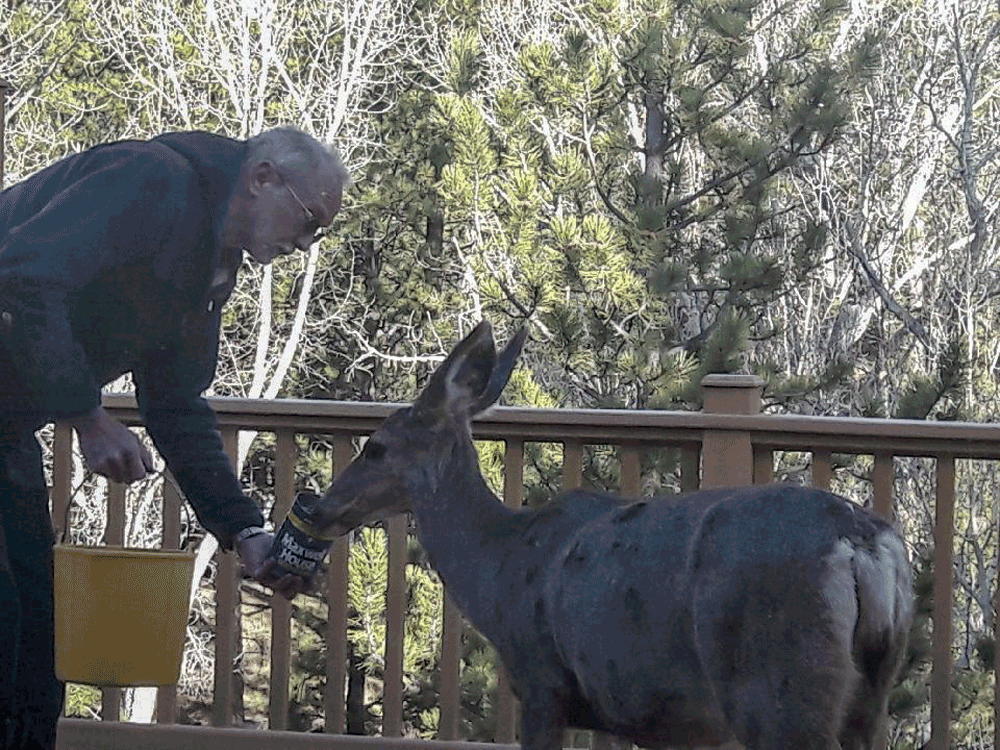 Charles James feeding deer